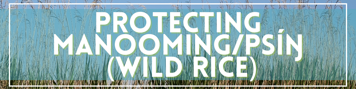 Protecting Wild Rice Heading